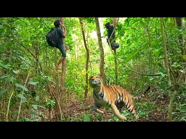 Camping di hutan Sumatra lari ketakutan ada HARIMAU, mancing dan masang jaring nangkap ikan