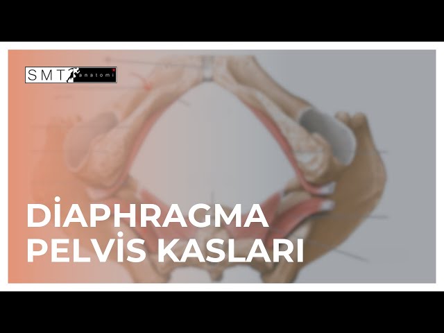 Diaphragma Pelvis Kasları Anatomisi