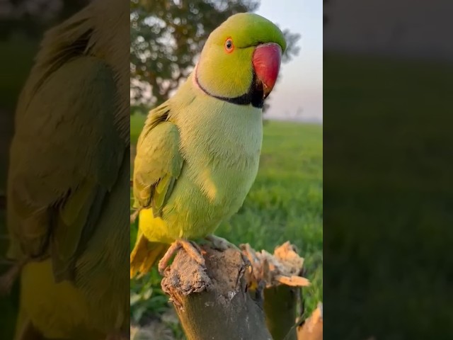 Green Ringneck parrot video #parrotsounds #totakiawaz #talkingparrot #youtubeshorts #bolnewalaparrot