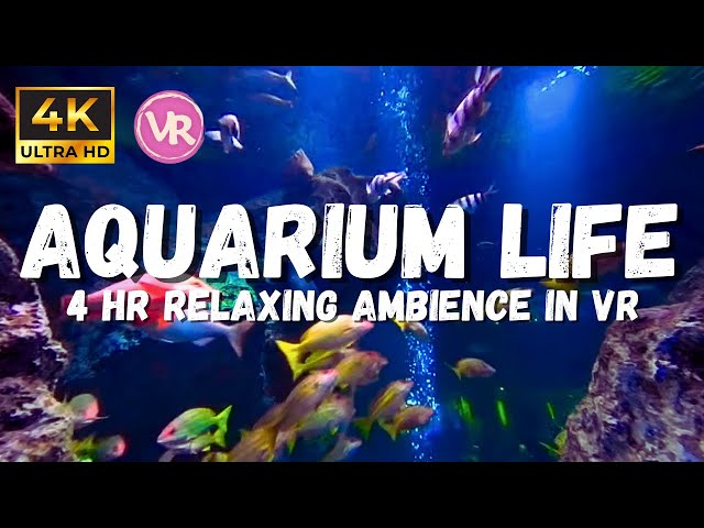 Sea aquarium sleeping ambience, 4 hours in VR underwater ASMR, stress relief, Underwater ambience