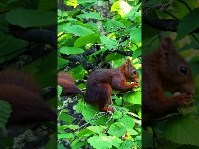 5 Amazing Ways Little Squirrels Eat Food in Harmony with Nature