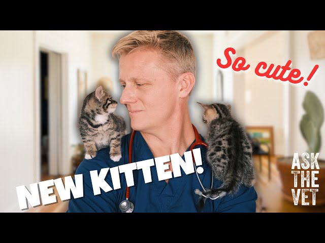 New kitten? 5 top tips from a Vet! | ASK THE VET with Dr Scott Miller