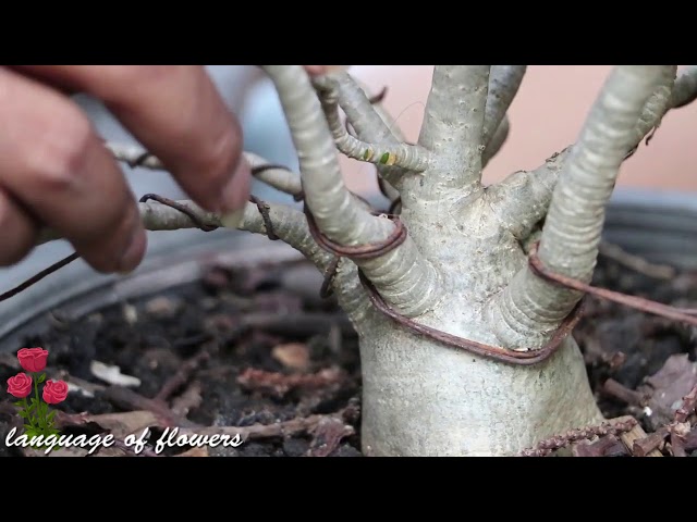 How to make adenium bonsai