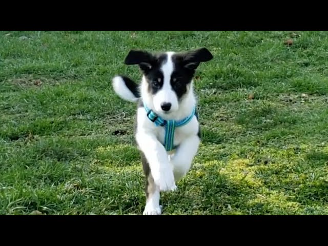 Can a 10 week old border collie run well?