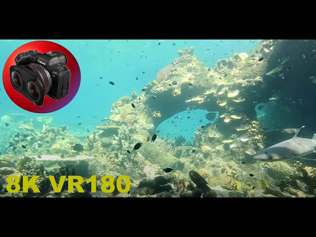 8K VR180 3D Where is Nemo? Reef at Sea World Part 2 (Travel/Lego ASMR/Music 4K/8K Metaverse)