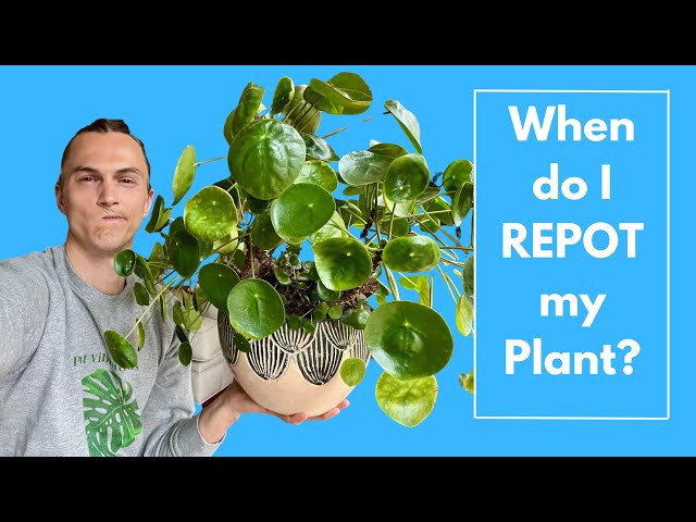 REPOTTING HOUSEPLANTS - Should You Repot, How to Know, Tips & Examples Repotting Indoor Plants