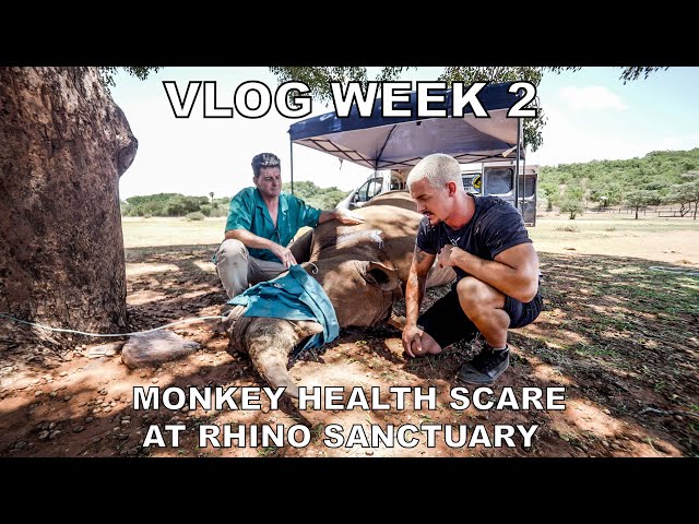 Dean Schneider VLOG week 2 - Bonding with the pride, Rhino Sanctuary and Monkey health scare.