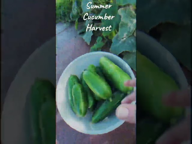 Summer Cucumber Harvest  #garden #urbanpermaculture #gardening