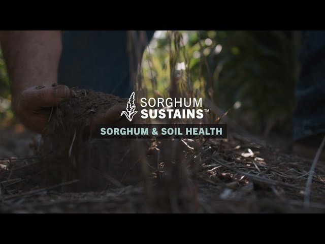 Sorghum Sustains - Sorghum & Soil Health