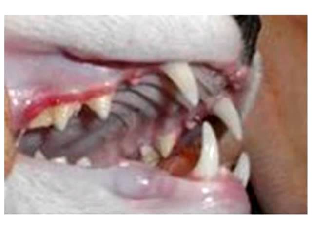 Sink Your Teeth into the Matter: Feline Dental Health - Part 1