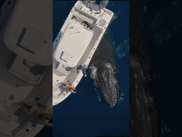 The ship is being pushed by a huge whale #whale #amazing #shipping