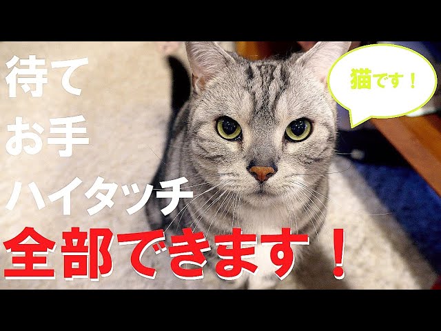 【4K】待て・お手・ハイタッチできる猫【α6400】Wait Hand Hi-Five