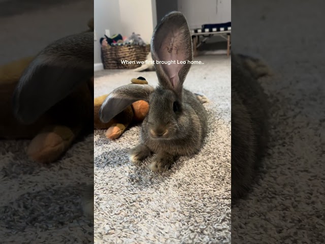 Do we think he grew into his ears??? #continentalgiant #giantbunny #giantrabbit #rabbit #bunny