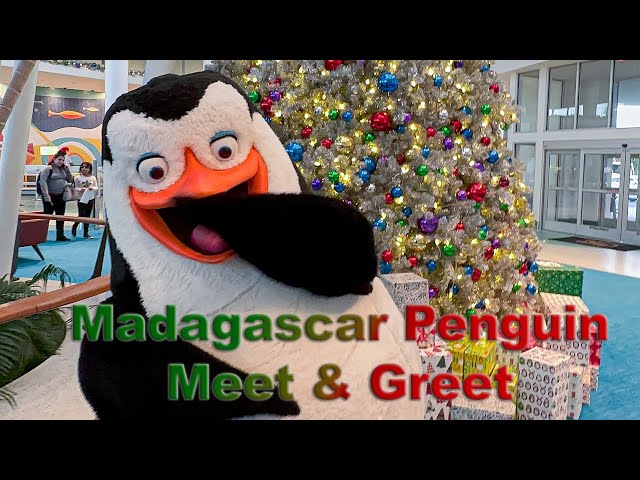 8K Madagascar Penguin Meet & Greet in Cabana Bay at Universal Orlando in VR180 3D