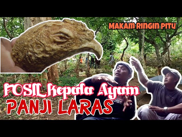 Misteri Ayam Panji Laras - kisah kelam Kerajaan Jenggala