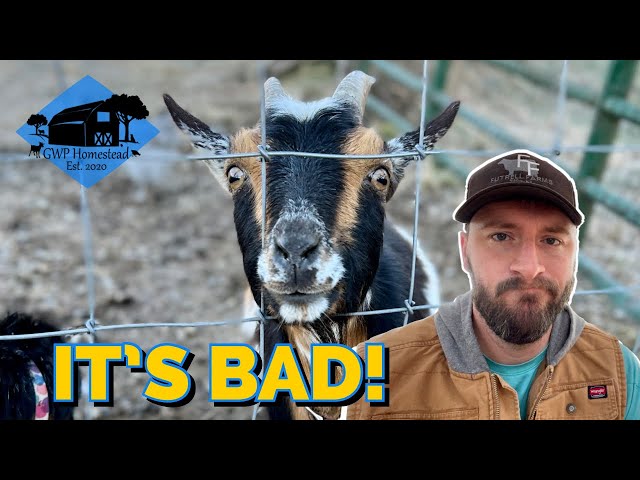 Goat Birth Goes Sideways FAST! Can We Save Her?