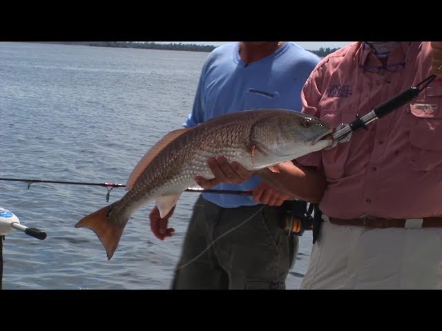 Pine Island Sound-Off