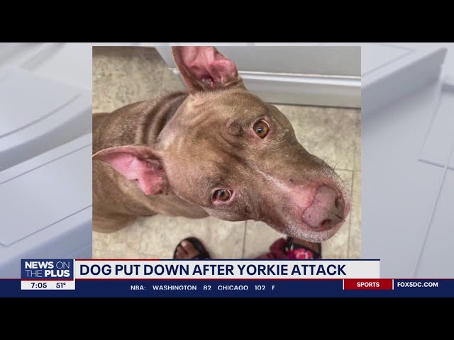 Arlington dog euthanized after online petition launched to save her | FOX 5 DC