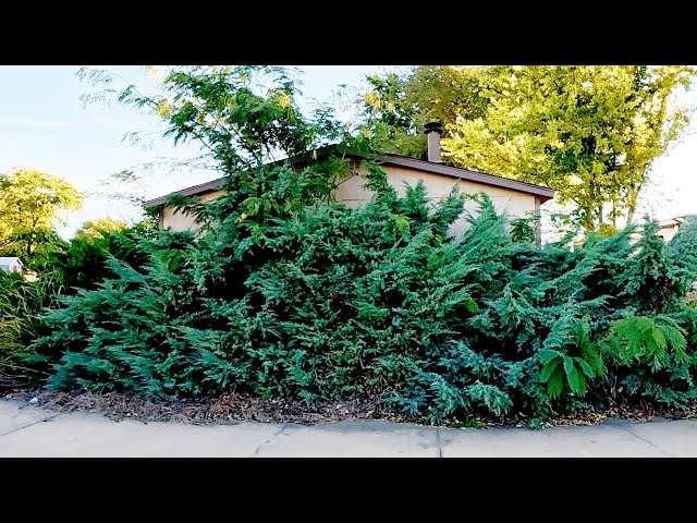 House IMMERSED With OVERGROWN Bushes TRANSFOMED Into Mulched ISLAND