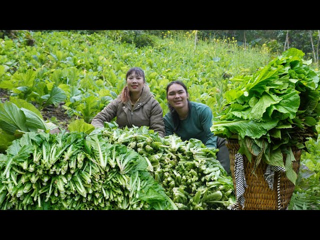 Harvesting green vegetables, traditional pickle making process, farm life, SURVIVAL ALONE