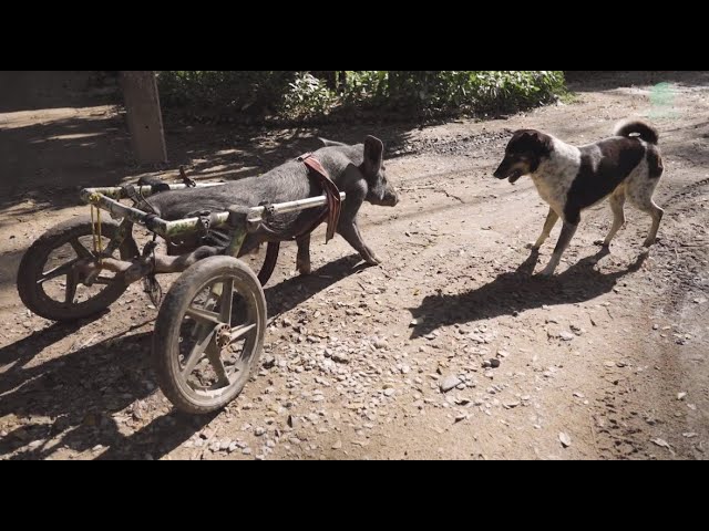 The Relationship Is Developing A Dog Tried To Befriend A Disabled Boar - ElephantNews