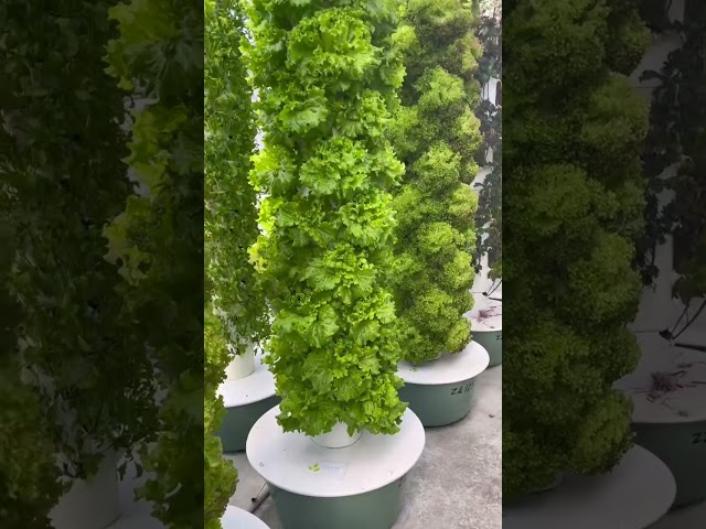 Altius Farms is a vertical farm inside of a climate controled facility