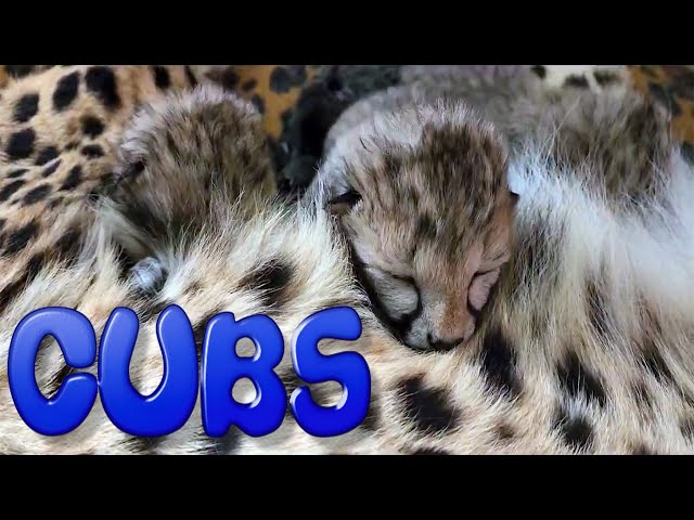 Abi The Cheetah Gives Birth (3) Cubs | Second Litter After Raising (2) Kittens To Adulthood Captive