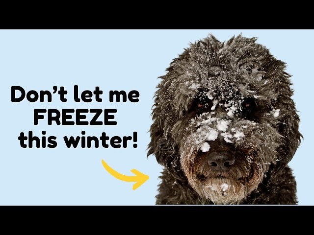 7 Tips: How To Protect Your Dog This Winter