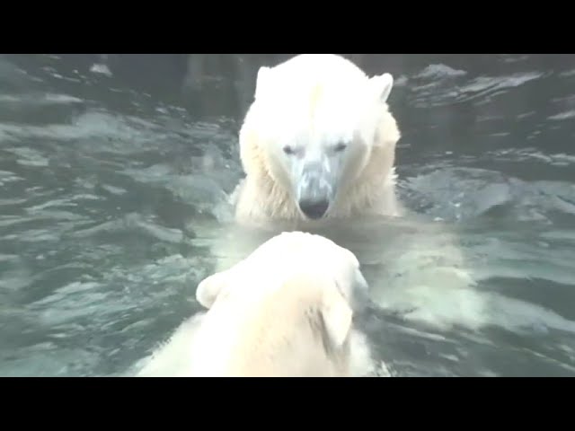 Polar bears 3D VR 180 4K