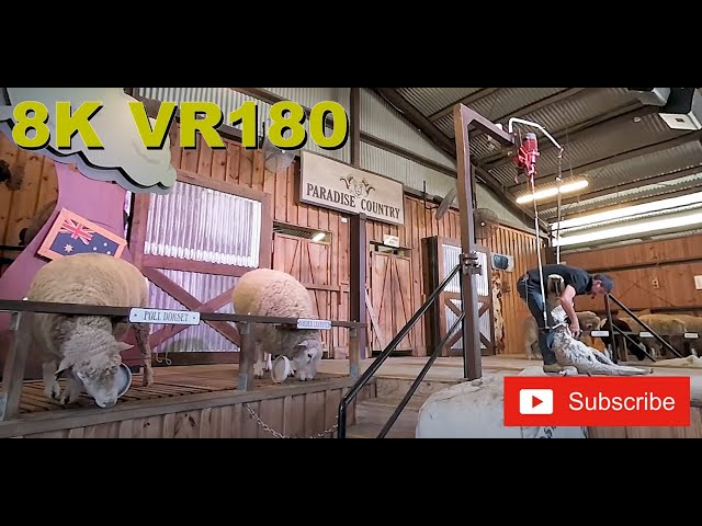 8K VR180 3D Australian sheep shearing and ram parade - Gold Coast (Travel videos, ASMR/Music 4K/8K)