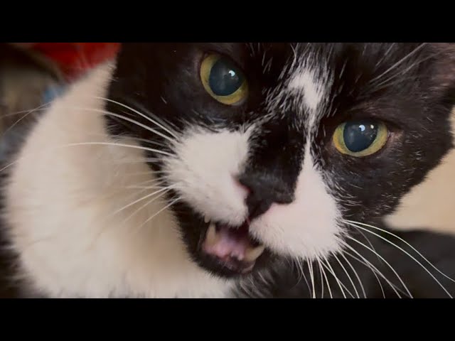 CUTEST CAT COMPILATION PART 8 #cute #kitty #catlover