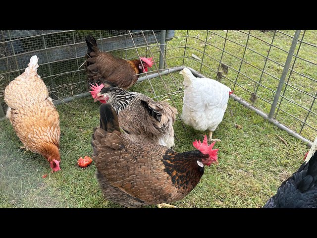 How to get your CHICKENS LAYING - 4 MUST know tips. 🐔