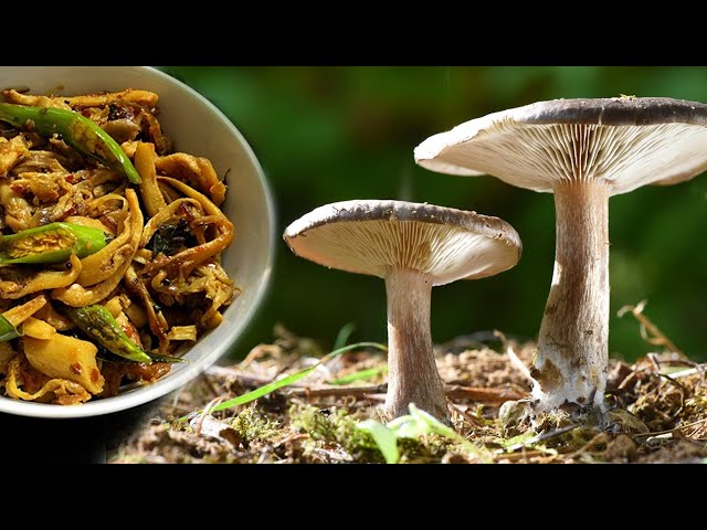 Simple Quick and Easy Healthy Mushroom Vegetable Curry Recipes for Every Meal