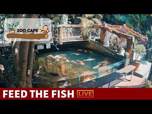 🔴 Zoo Cafe · Feed the Fish LIVE!