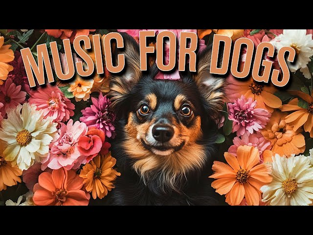 Deep Sleep Reggae Lofi Music for Dogs: The BEST Dog Music on YouTube