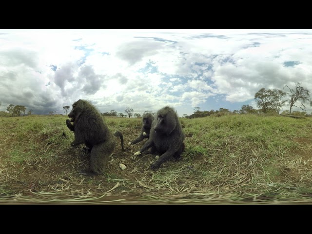 Baboon sweetcorn fole VO