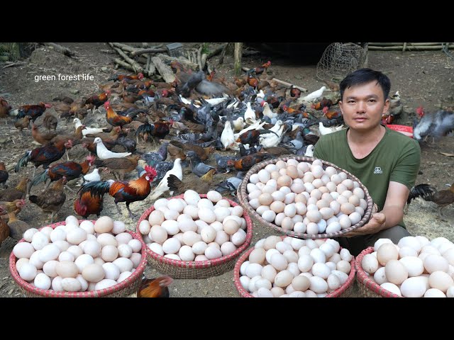 Every day I harvest hundreds of wild chicken and bird eggs. Green forest life