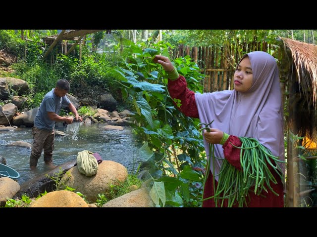 The fun of washing in the river, harvesting long beans | Amazing of living in the village