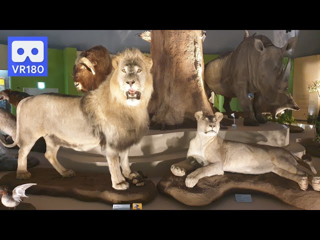 3D VR Lion, Lynx and Deer in Animal Museum