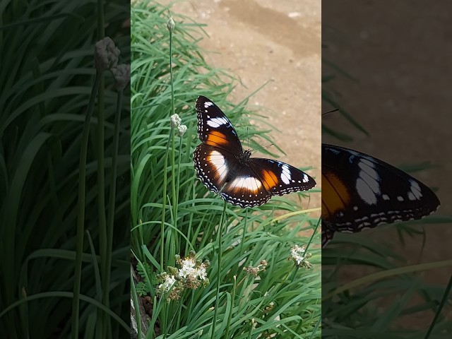 KUPU - KUPU Cantik menghisap Madu