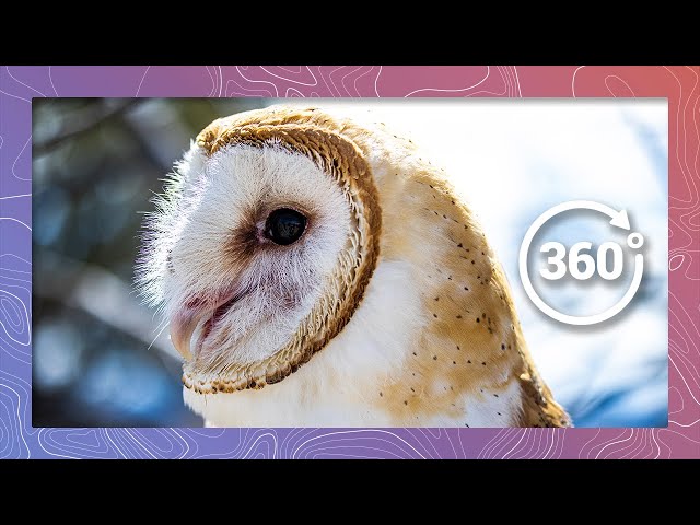 Barn Owl Education with Nature's Educators | Wildlife in 360 VR