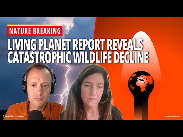 Living Planet Report reveals catastrophic wildlife decline