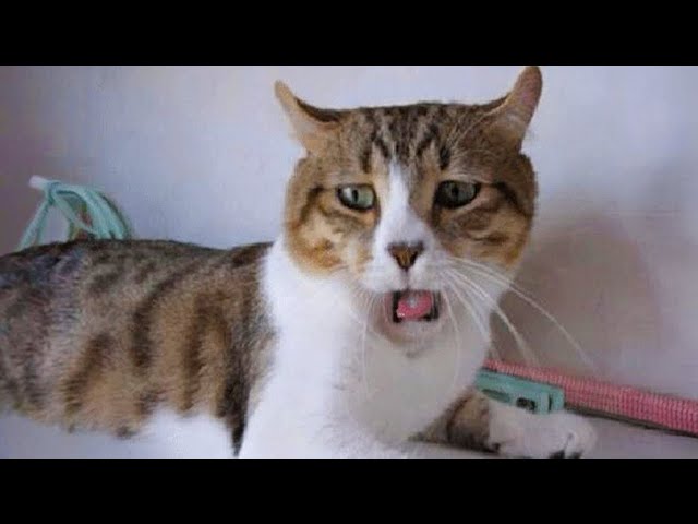 The most DRAMATIC CATS in the world 😂 Funny Cat Videos 2024😹