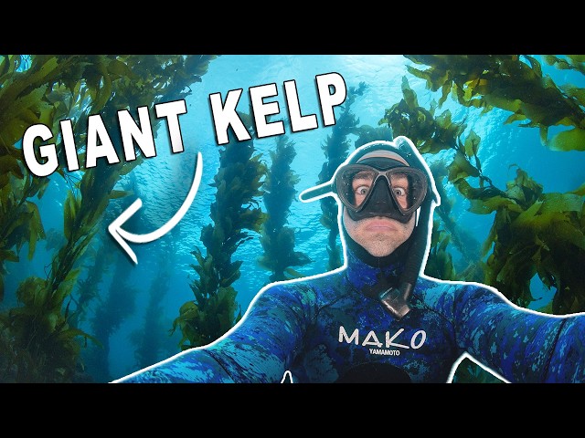 Free Diving the California Coast and Catalina Island