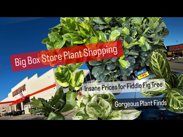 Big Box Store Plant Shopping Walmart Home Depot HEB House Plants