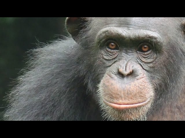 Podcast: Should I get a chimpanzee as a pet?