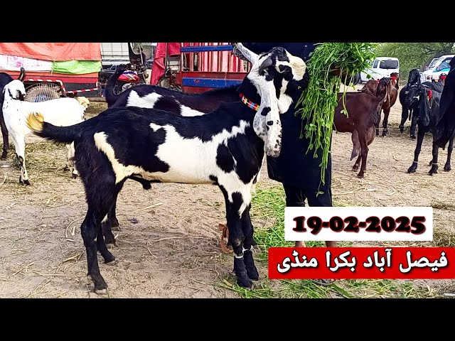 Today Latest Update Faisalabad Bakra Mandi ≡03.20.207.44.11≡ 19-12-2025