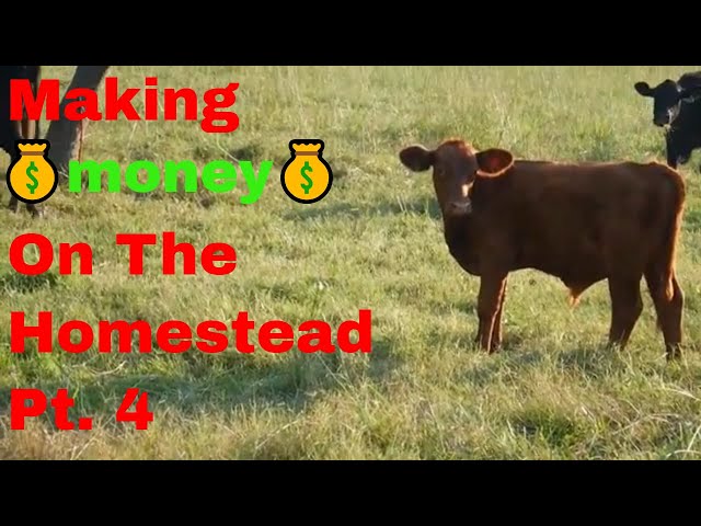 Beef Cows - Making Money On The Homestead Pt. 4