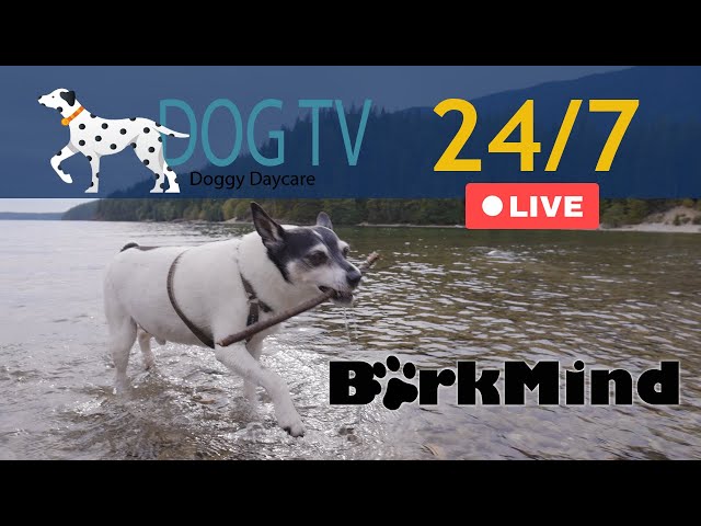 Dog TV Live 24/7 - Doggy Daycare - TV for Dogs