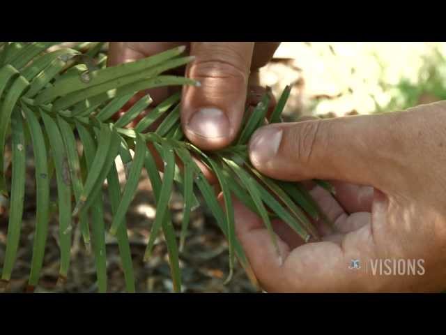 VISIONS — Wonderful Wollemis, Australia's "Phoenix trees"